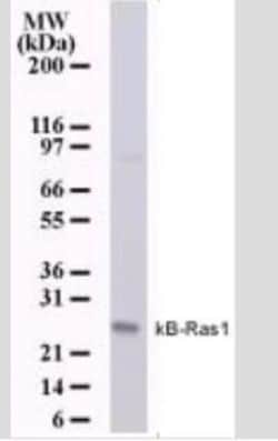 NKIRAS1 Antibody (184C278), Novus Biologicals:Antibodies:Primary Antibodies